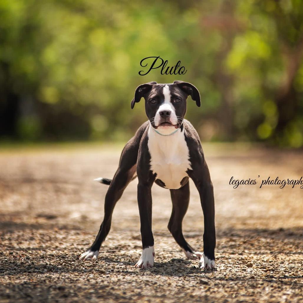 Enlarge Pluto, a Adoptable Pit Bull Terrier in Pekin, IL image 2/4