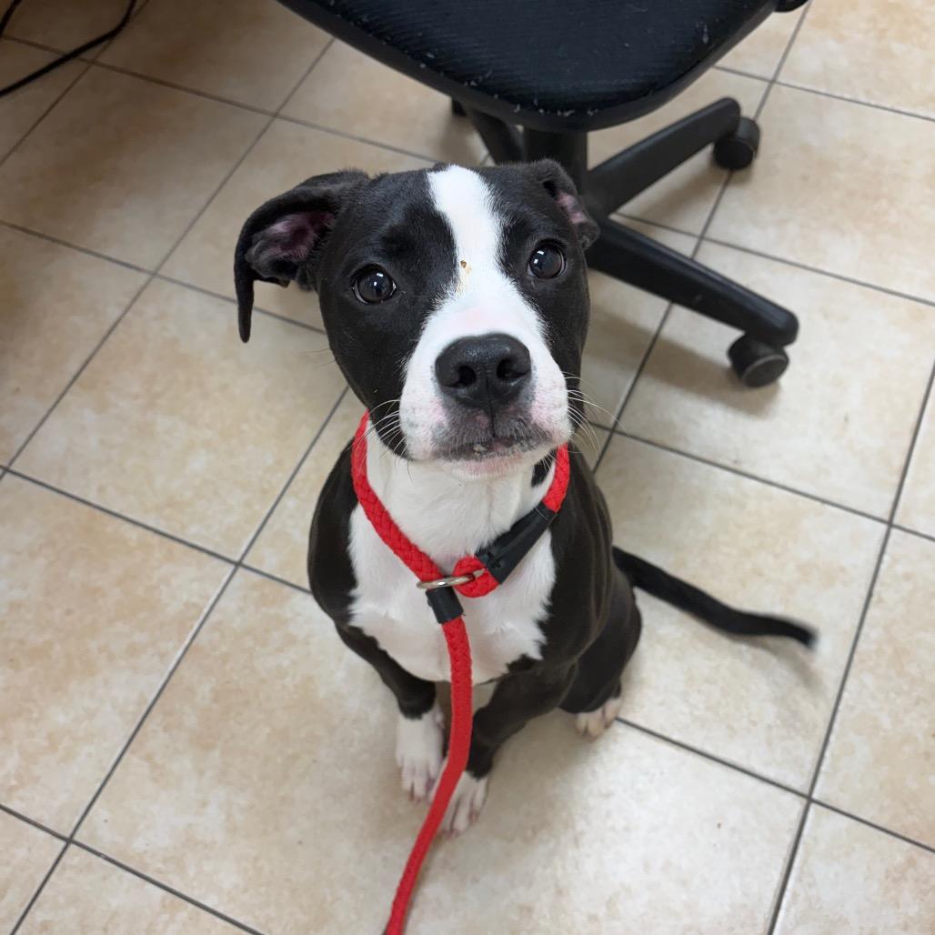 Enlarge Pluto, a Adoptable Pit Bull Terrier in Pekin, IL image 3/4