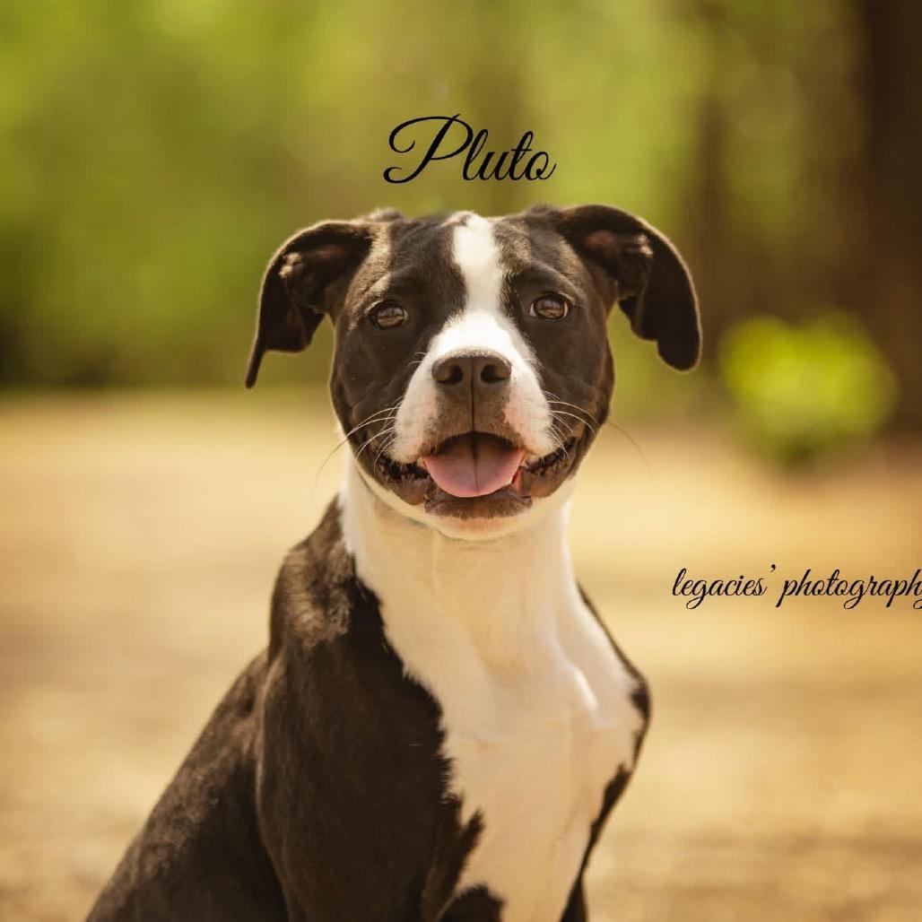Enlarge Pluto, a Adoptable Pit Bull Terrier in Pekin, IL image 4/4