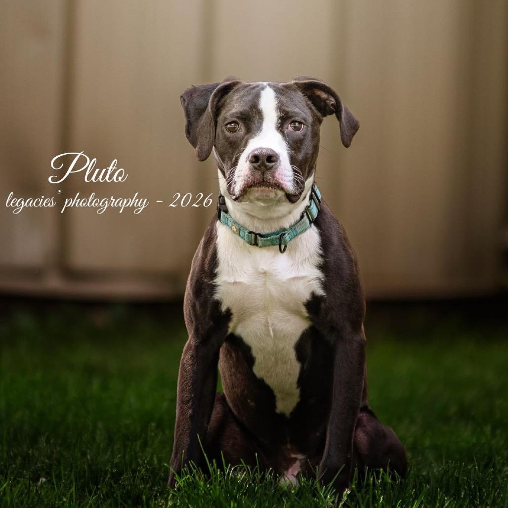 Pluto, a Adoptable mixed breed in Pekin, IL image 3/3