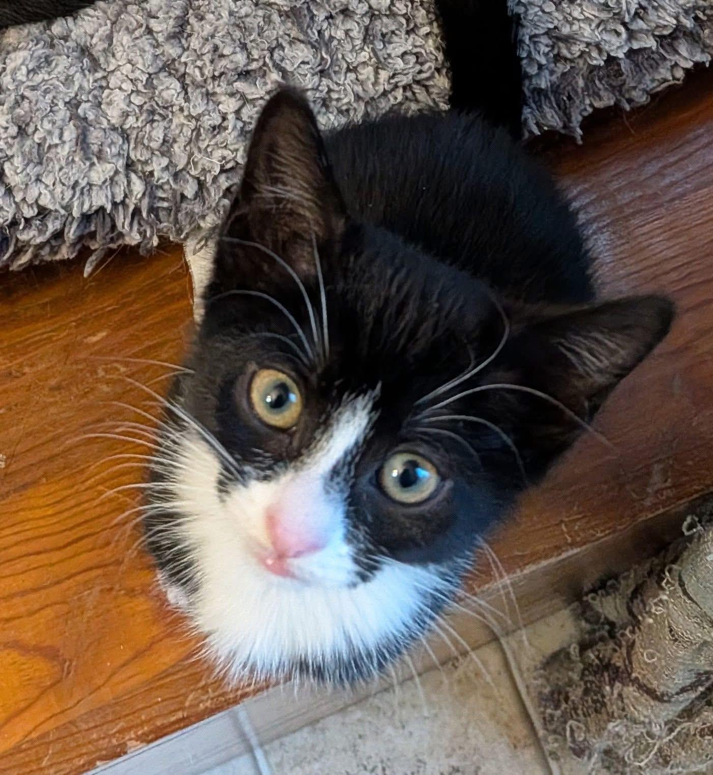 Enlarge Fiona, a Adoptable Domestic Short Hair in Breinigsville, PA image 1/1