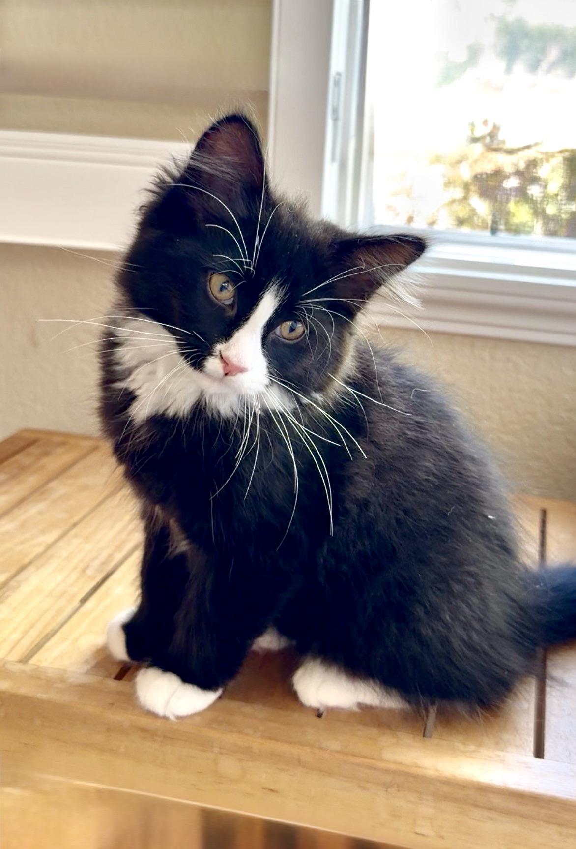 Oscar, adopted, Kitten Male Maine Coon & Domestic Long Hair.