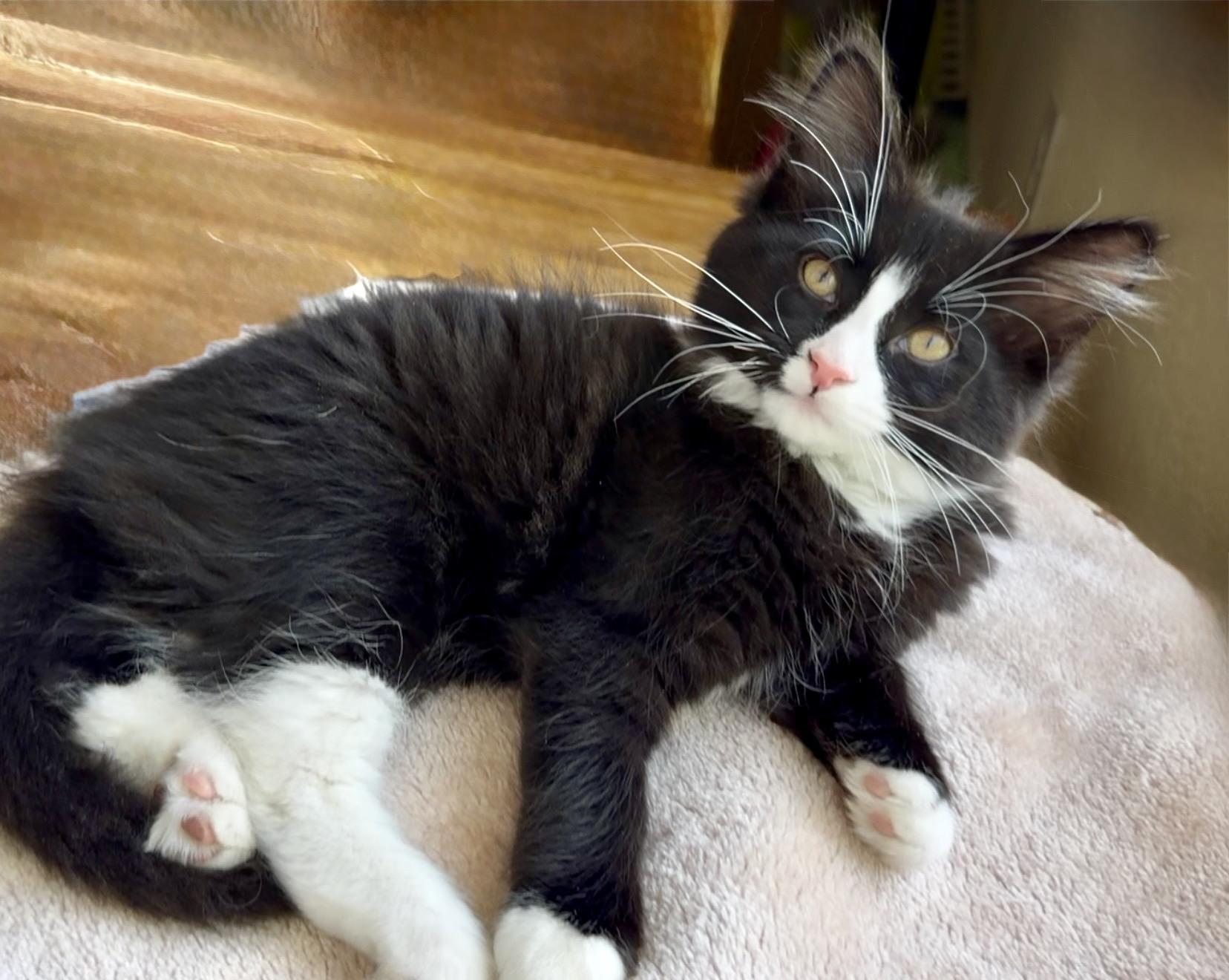 Enlarge Oscar, an adopted mixed breed in San Rafael, CA image 5/6