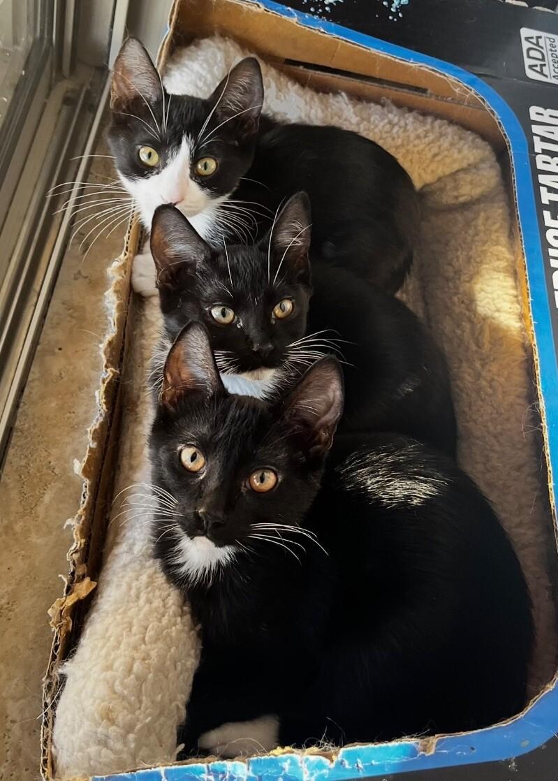 Blueberry Muffin BONDED with Bread Pudding - Strawberry Shortcake Litter, Adoptable, Young Female Tuxedo.