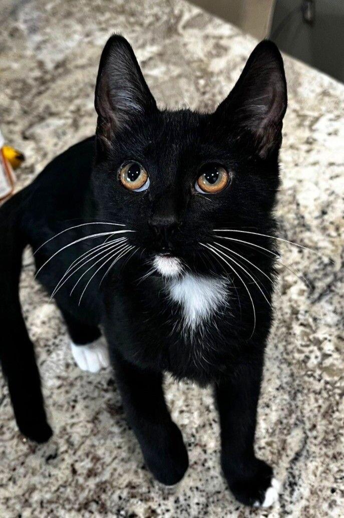 Enlarge Blueberry Muffin BONDED with Bread Pudding - Strawberry Shortcake Litter, a Adoptable mixed breed in Anthem, AZ image 2/6