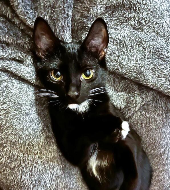 Enlarge Blueberry Muffin BONDED with Bread Pudding - Strawberry Shortcake Litter, a Adoptable mixed breed in Anthem, AZ image 4/6