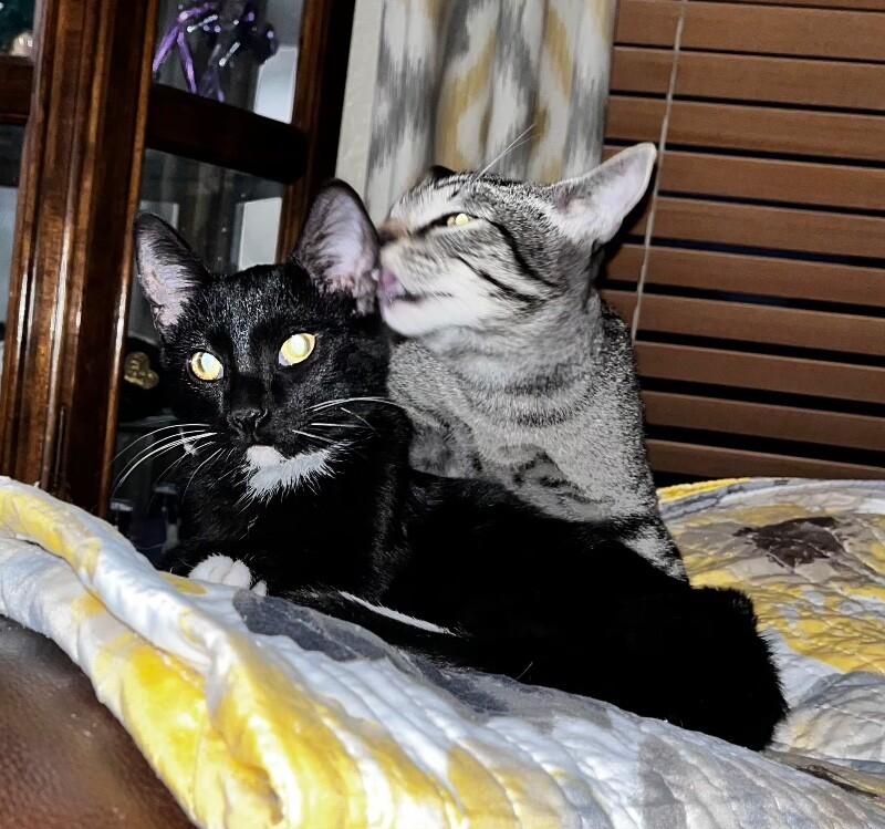 Enlarge Blueberry Muffin BONDED with Bread Pudding - Strawberry Shortcake Litter, a Adoptable mixed breed in Anthem, AZ image 6/6