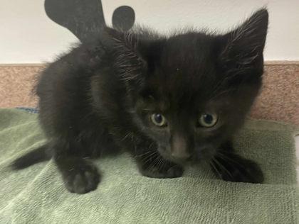 Enlarge Arthur, a Adoptable Domestic Short Hair in Caldwell, ID image 1/1