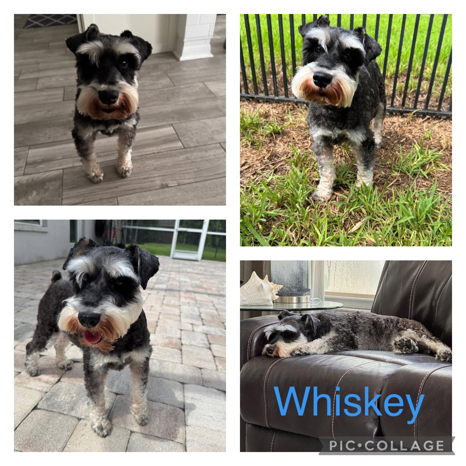 Enlarge Whiskey Schnauzer, a Adoptable Schnauzer in Valrico, FL image 1/1