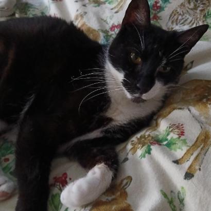 Enlarge Miss Lady, a Adoptable Domestic Short Hair in Philadelphia, PA image 2/6