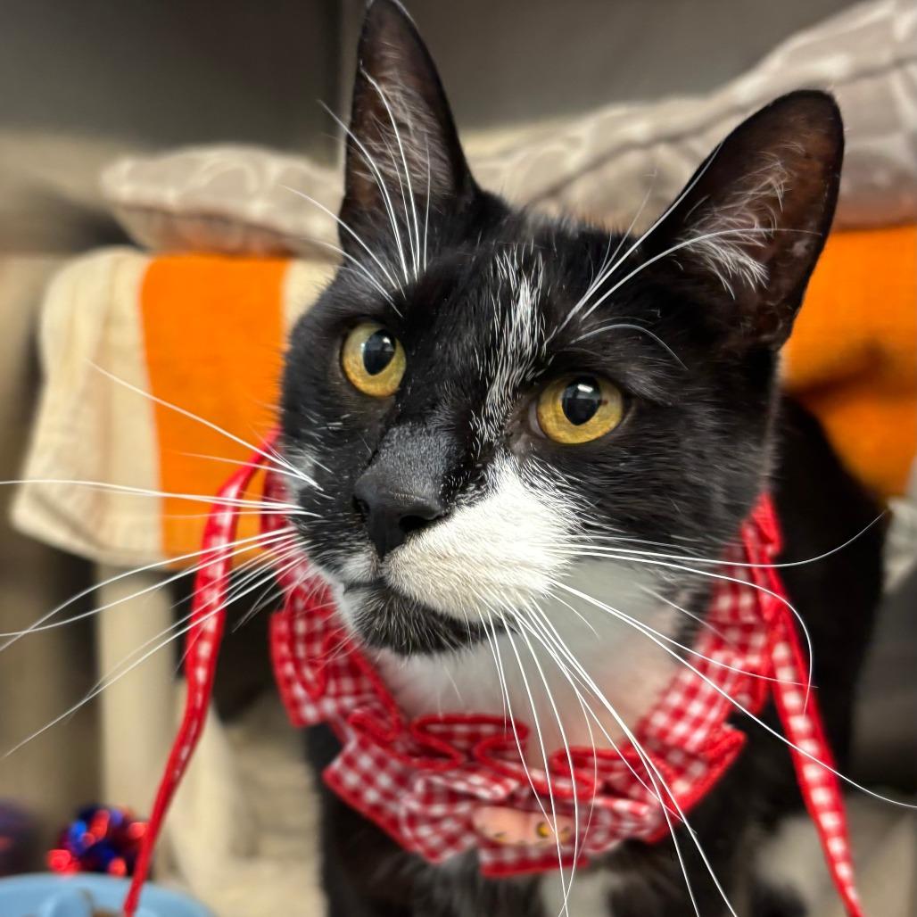 Enlarge Miss Lady, a Adoptable Domestic Short Hair in Philadelphia, PA image 6/6