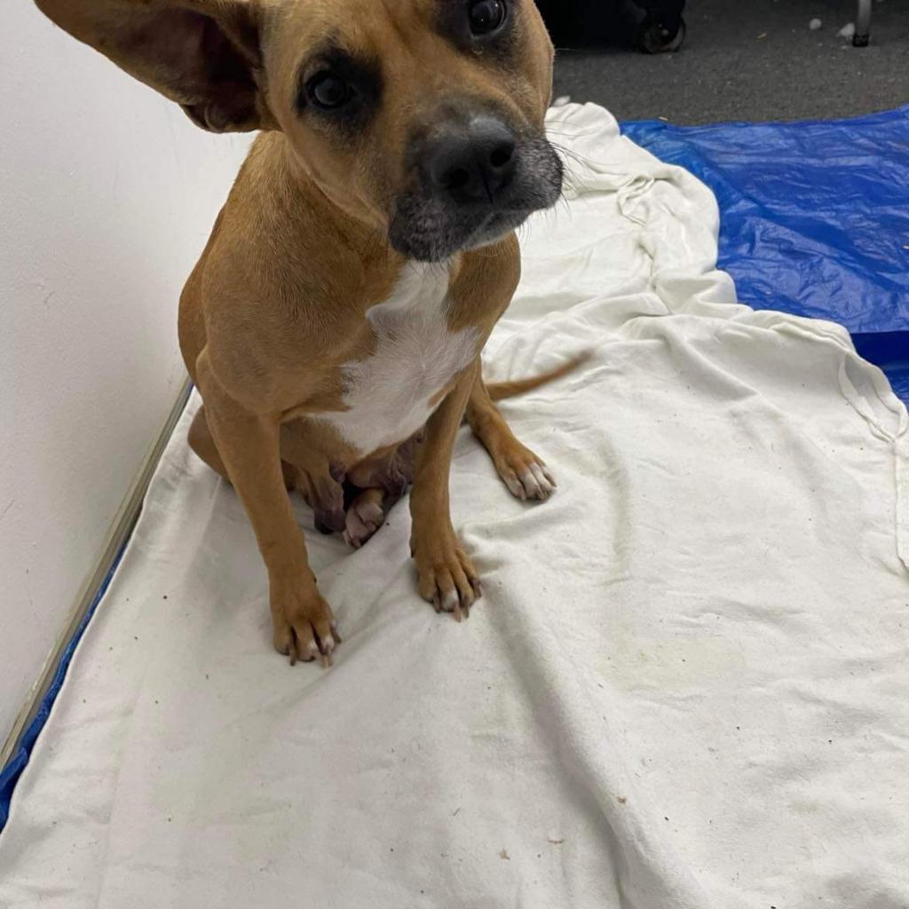 Givenchy (mom), Adoptable, Adult Female Mixed Breed.