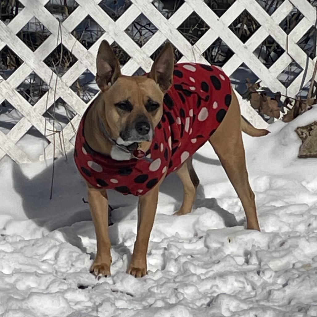 Givenchy (mom), a Adoptable Mixed Breed in St. Peters, MO image 2/6