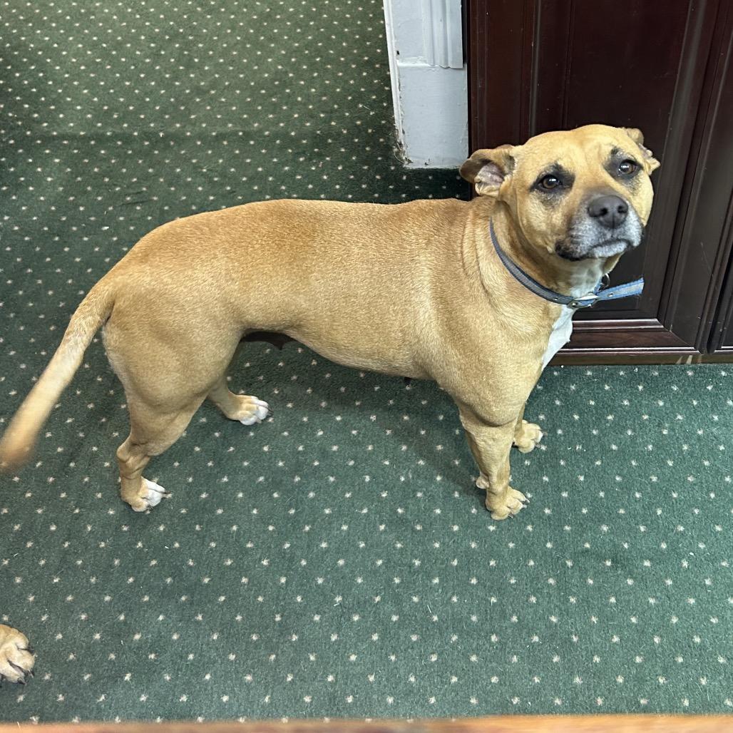 Givenchy (mom), a Adoptable Mixed Breed in St. Peters, MO image 3/6
