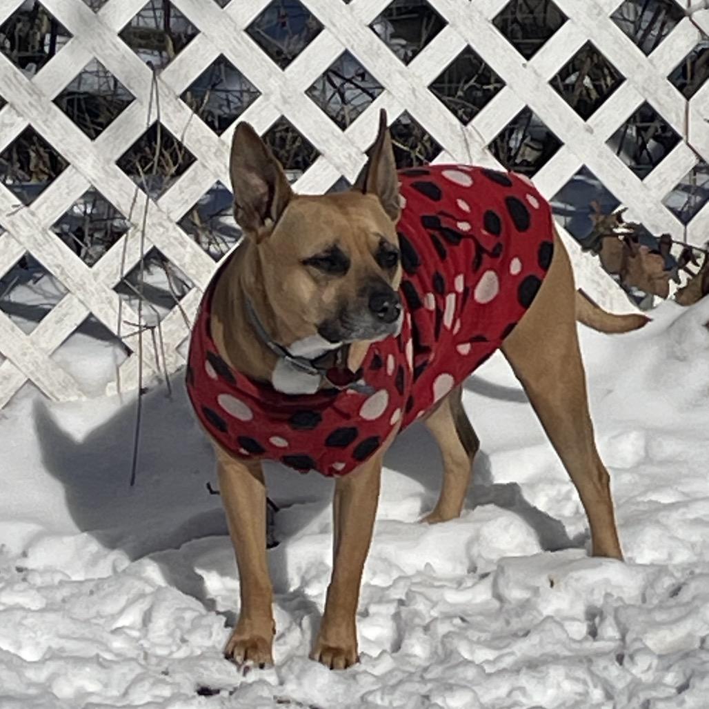 Givenchy (mom), a Adoptable Mixed Breed in St. Peters, MO image 4/6