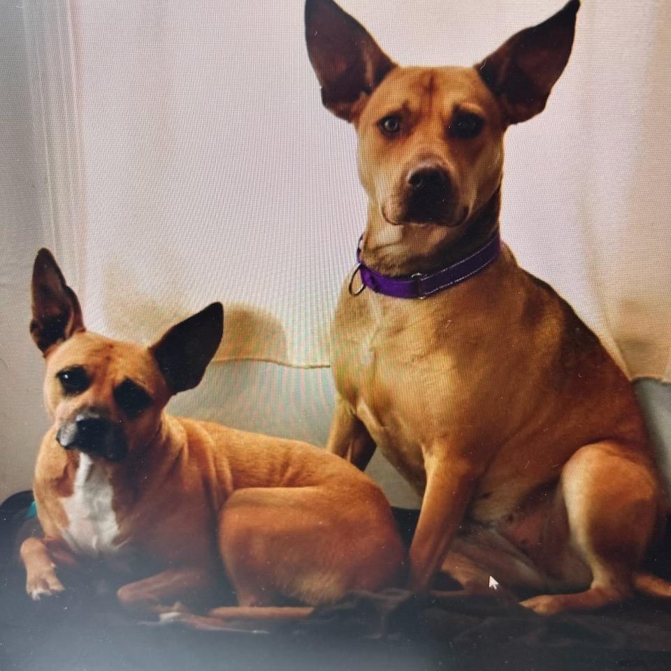 Givenchy (mom), a Adoptable Mixed Breed in St. Peters, MO image 5/6