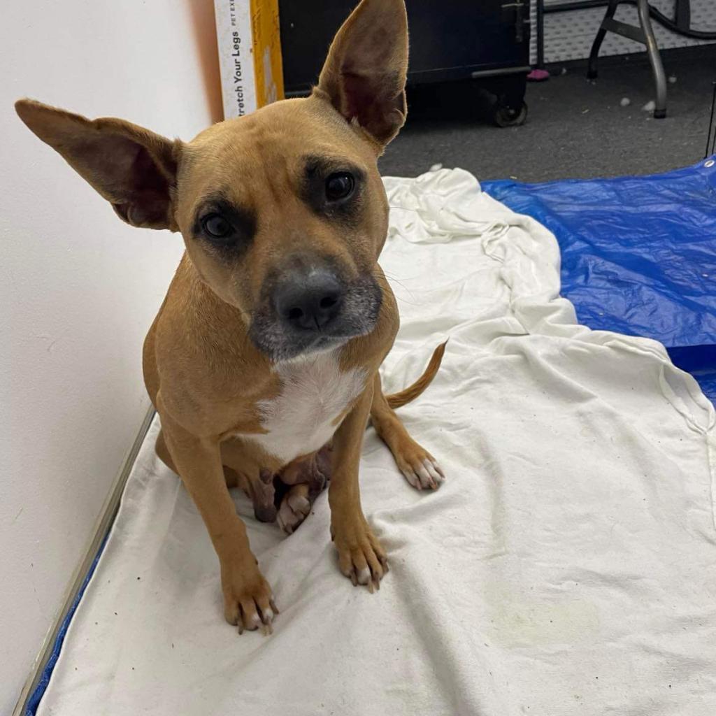 Givenchy (mom), a Adoptable Mixed Breed in St. Peters, MO image 6/6