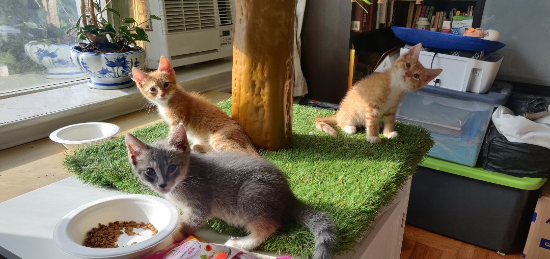 The 7 Dwarfs, Adopted, Kitten Male American Shorthair.