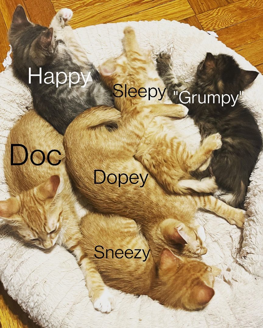 Enlarge The 7 Dwarfs, a Adopted mixed breed in Woodside, NY image 3/5