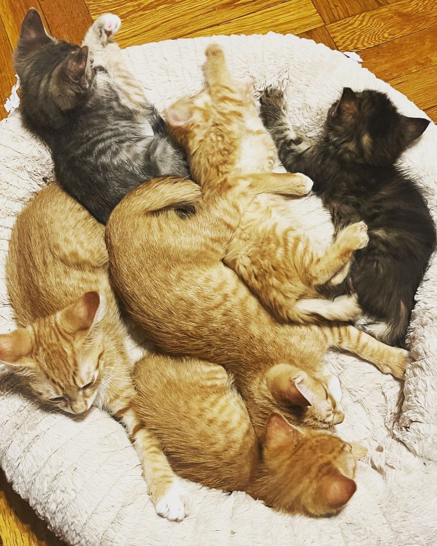 Enlarge The 7 Dwarfs, a Adopted mixed breed in Woodside, NY image 4/5