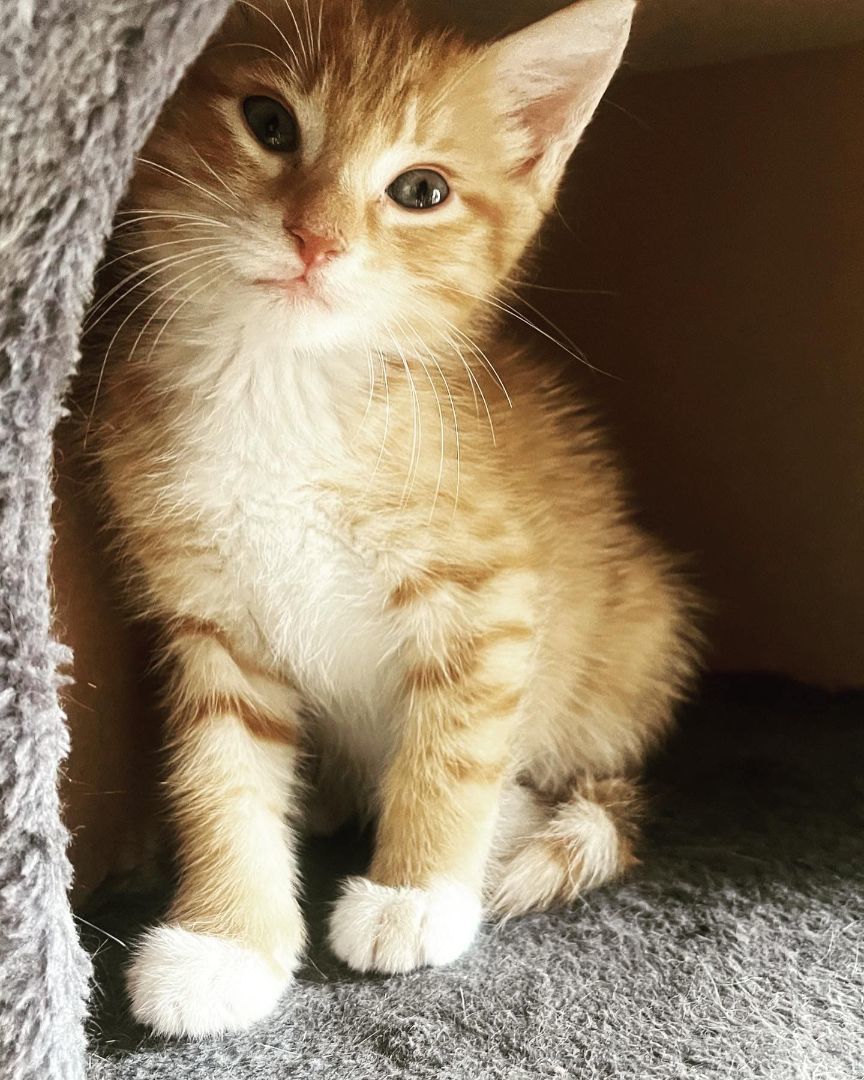 Enlarge The 7 Dwarfs, a Adopted mixed breed in Woodside, NY image 5/5