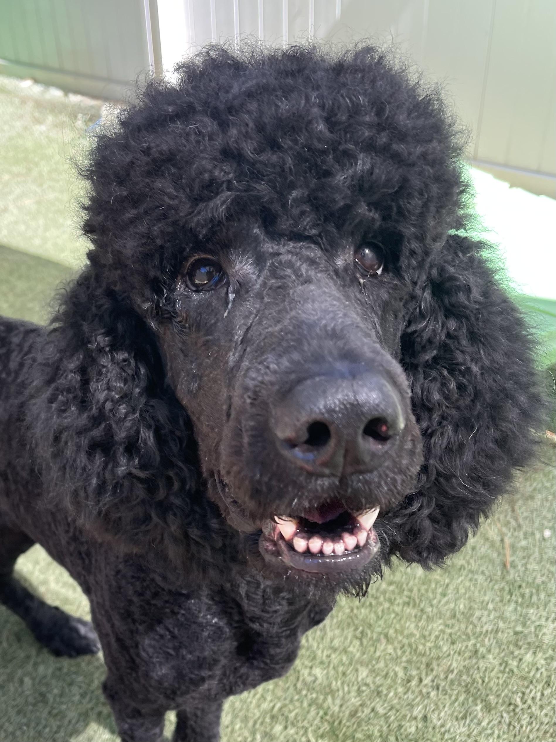 Enlarge Bogie, a Adopted Standard Poodle in Baker, LA image 3/6