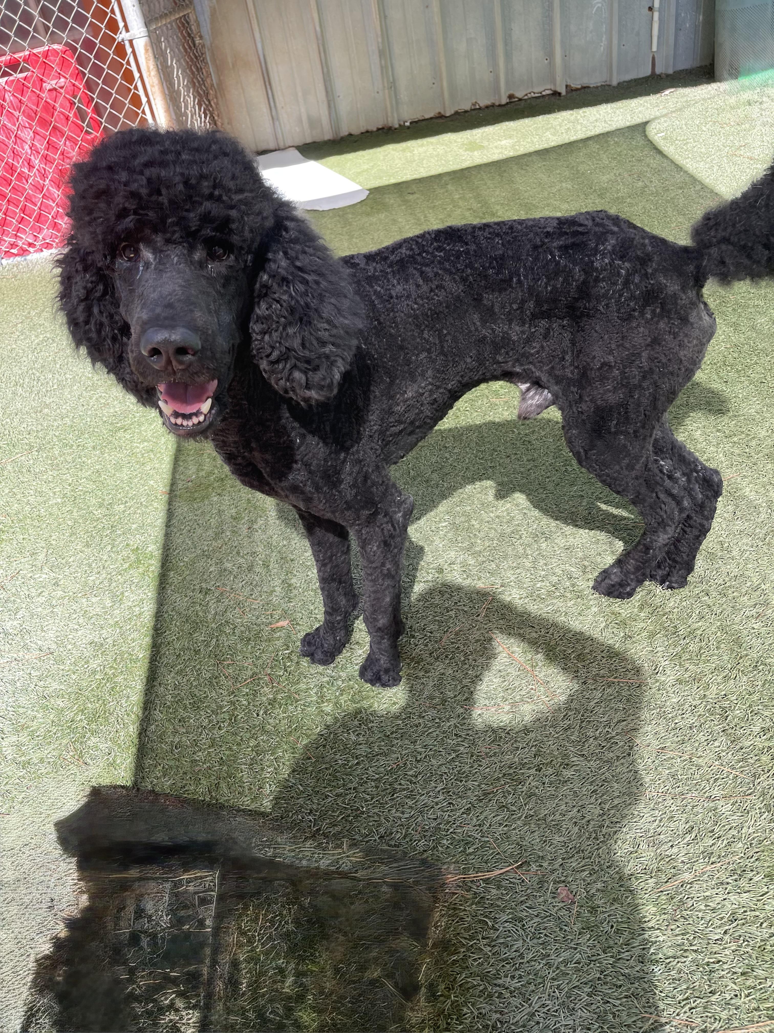 Enlarge Bogie, a Adopted Standard Poodle in Baker, LA image 6/6