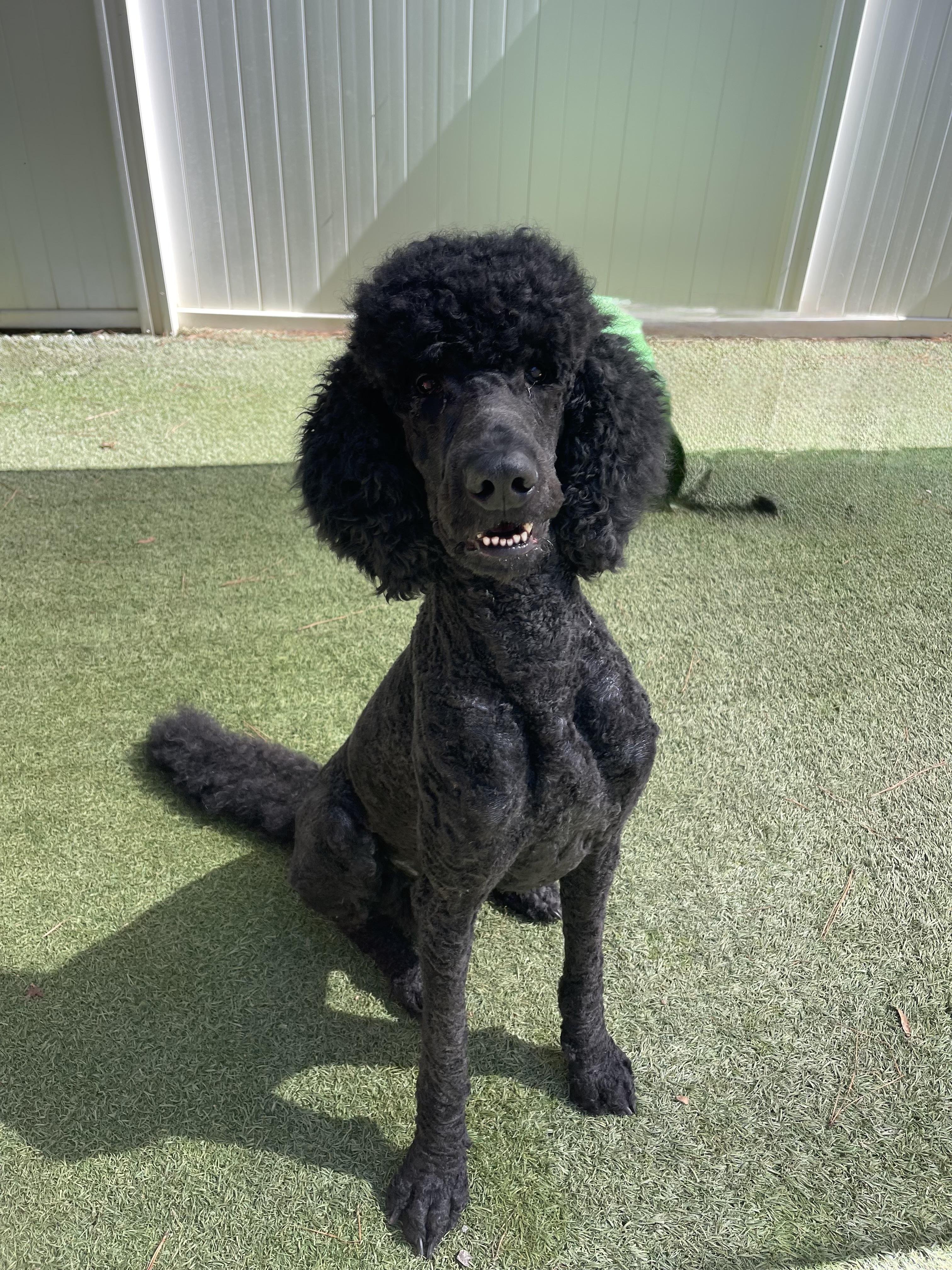 Enlarge Bogie, a Adopted Standard Poodle in Baker, LA image 2/6