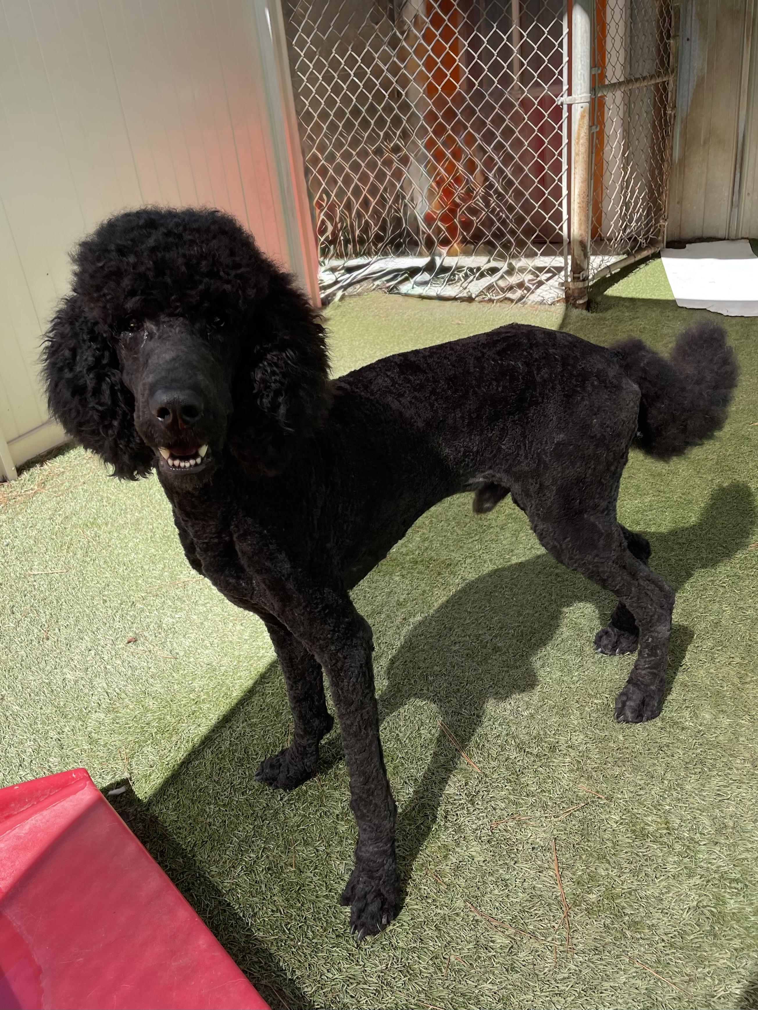Enlarge Bogie, a Adopted Standard Poodle in Baker, LA image 4/6