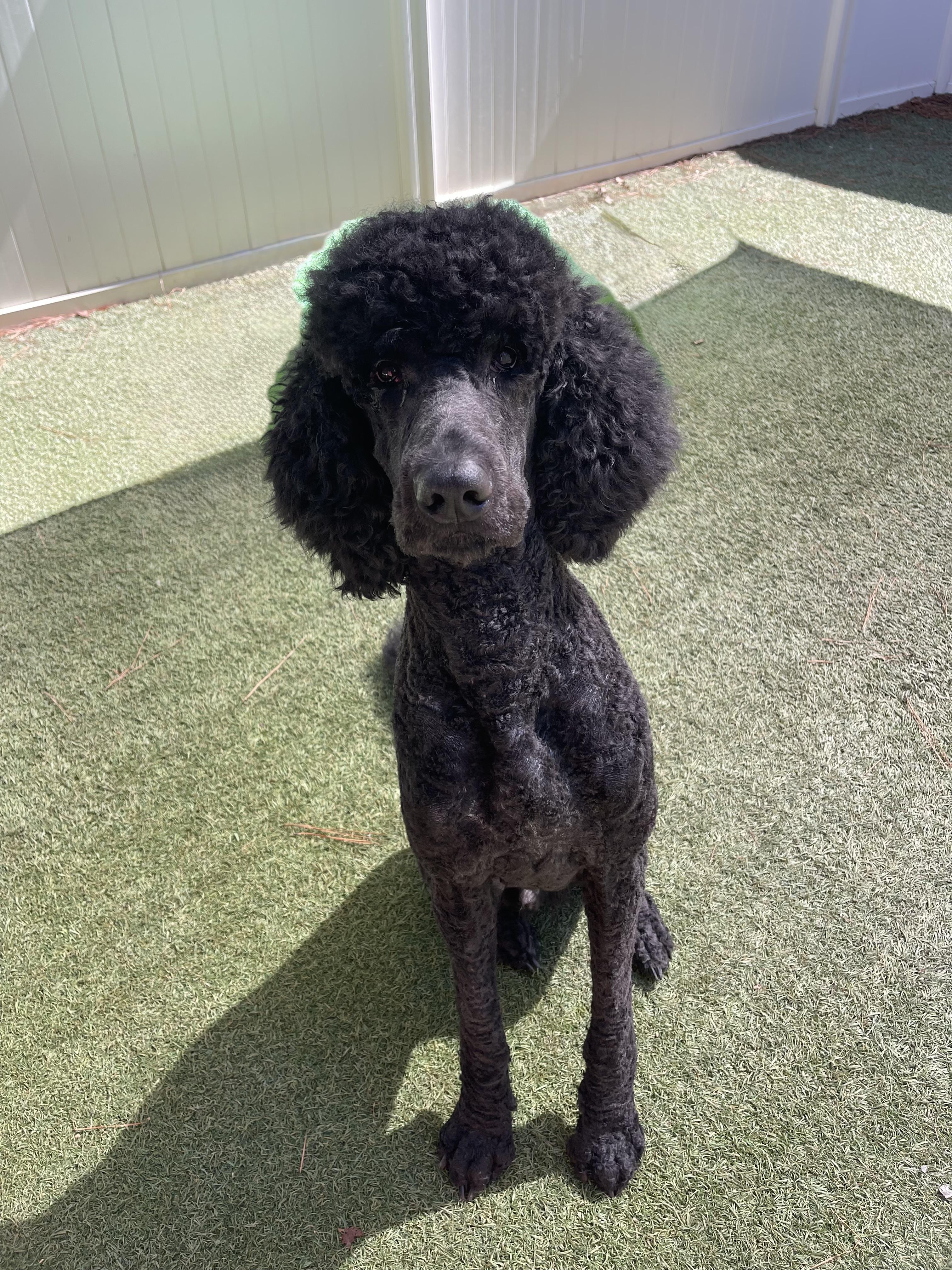 Enlarge Bogie, a Adopted Standard Poodle in Baker, LA image 1/6