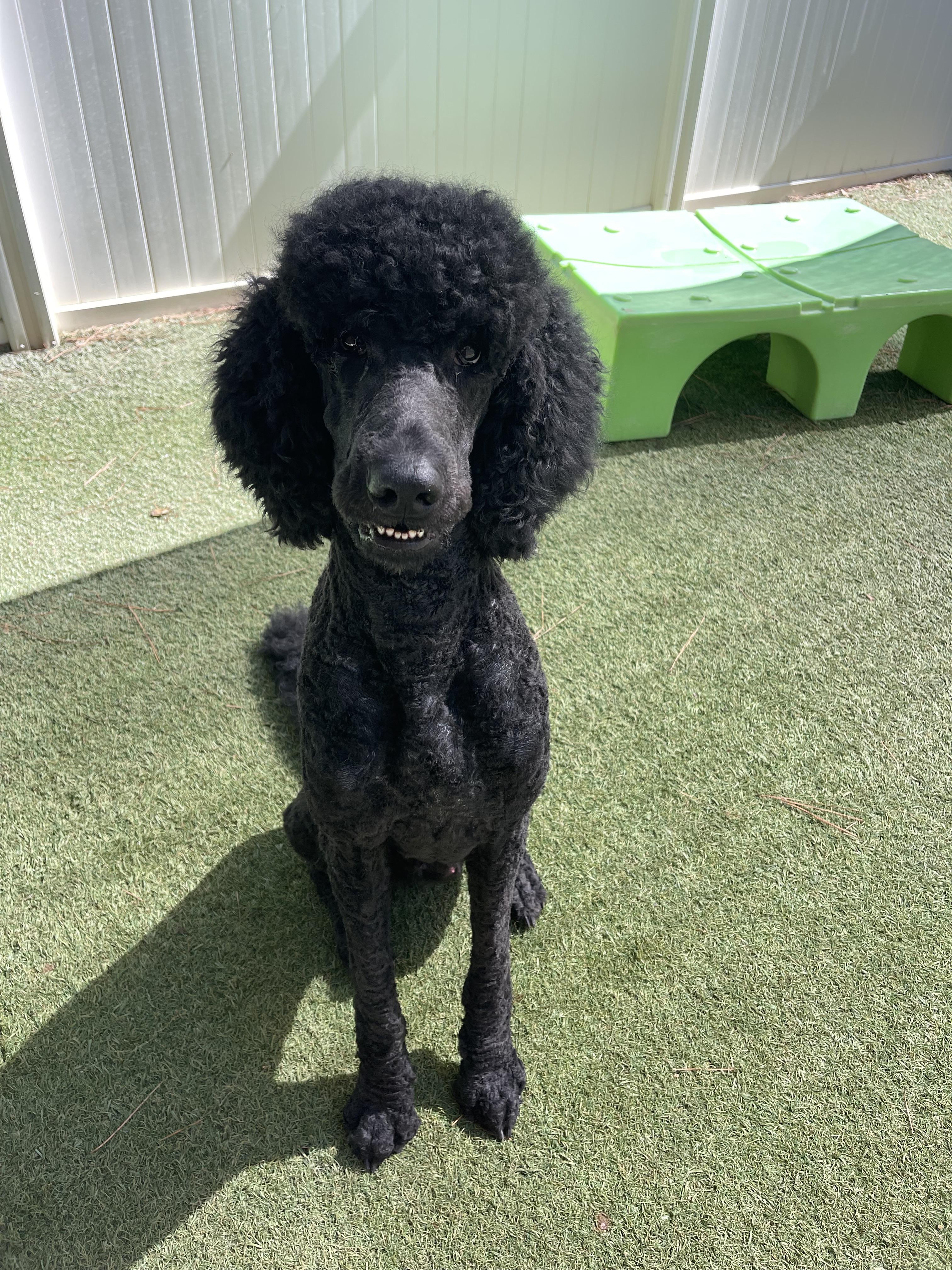 Enlarge Bogie, a Adopted Standard Poodle in Baker, LA image 5/6