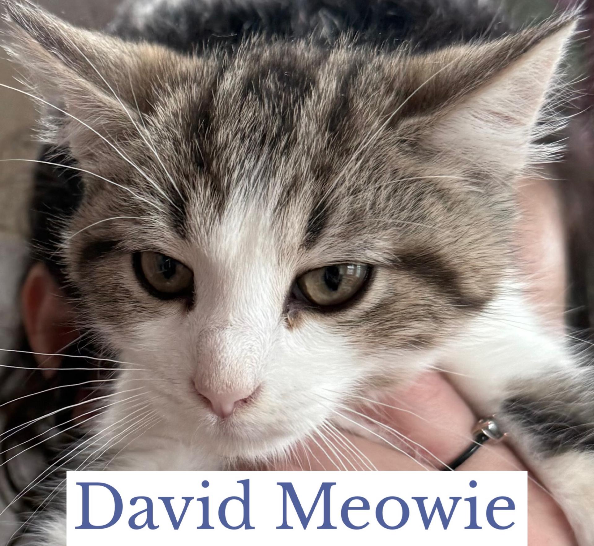 Enlarge David Meowie, an adopted Domestic Short Hair in Berkeley Springs, WV image 3/3