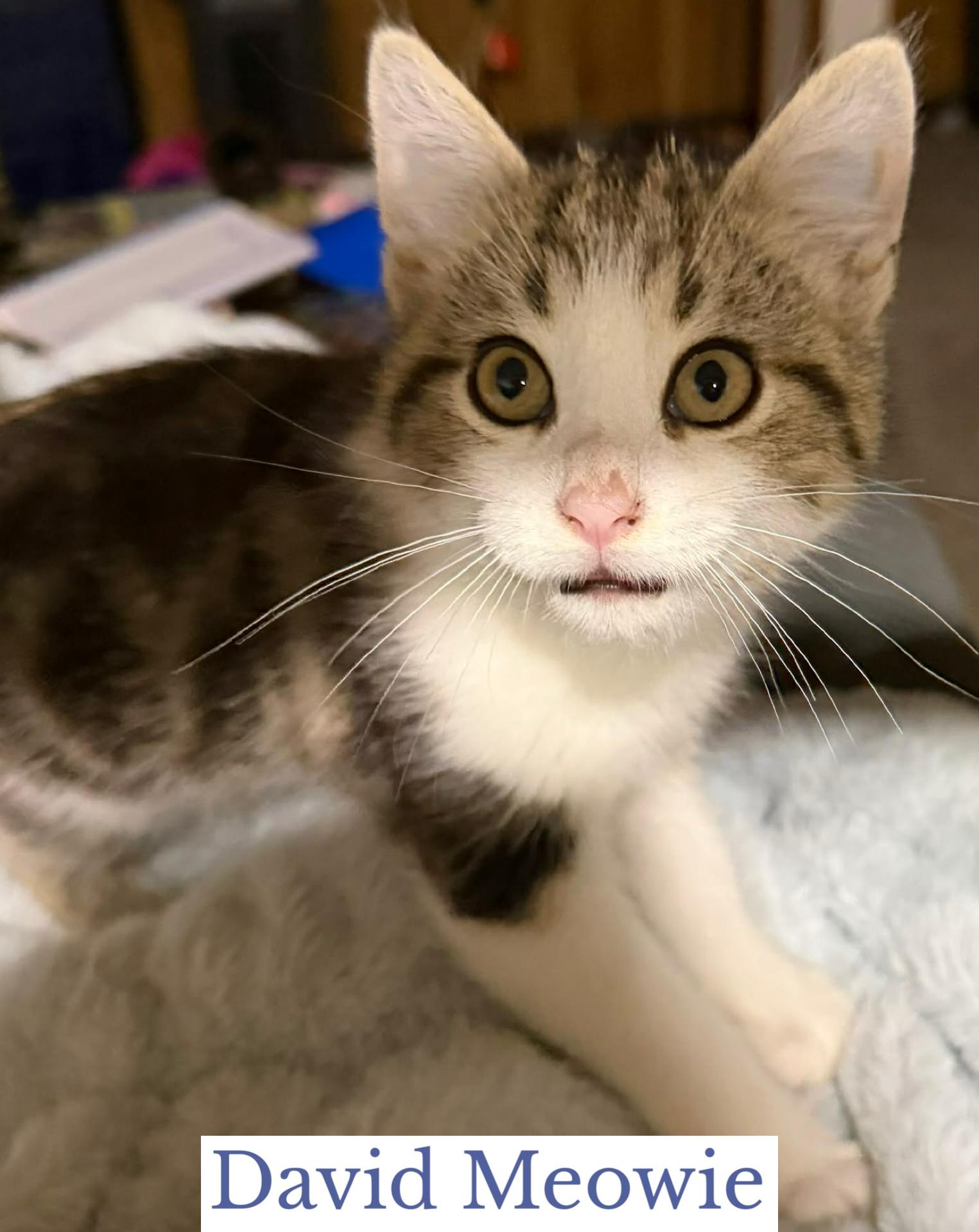 Enlarge David Meowie, an adopted Domestic Short Hair in Berkeley Springs, WV image 2/3