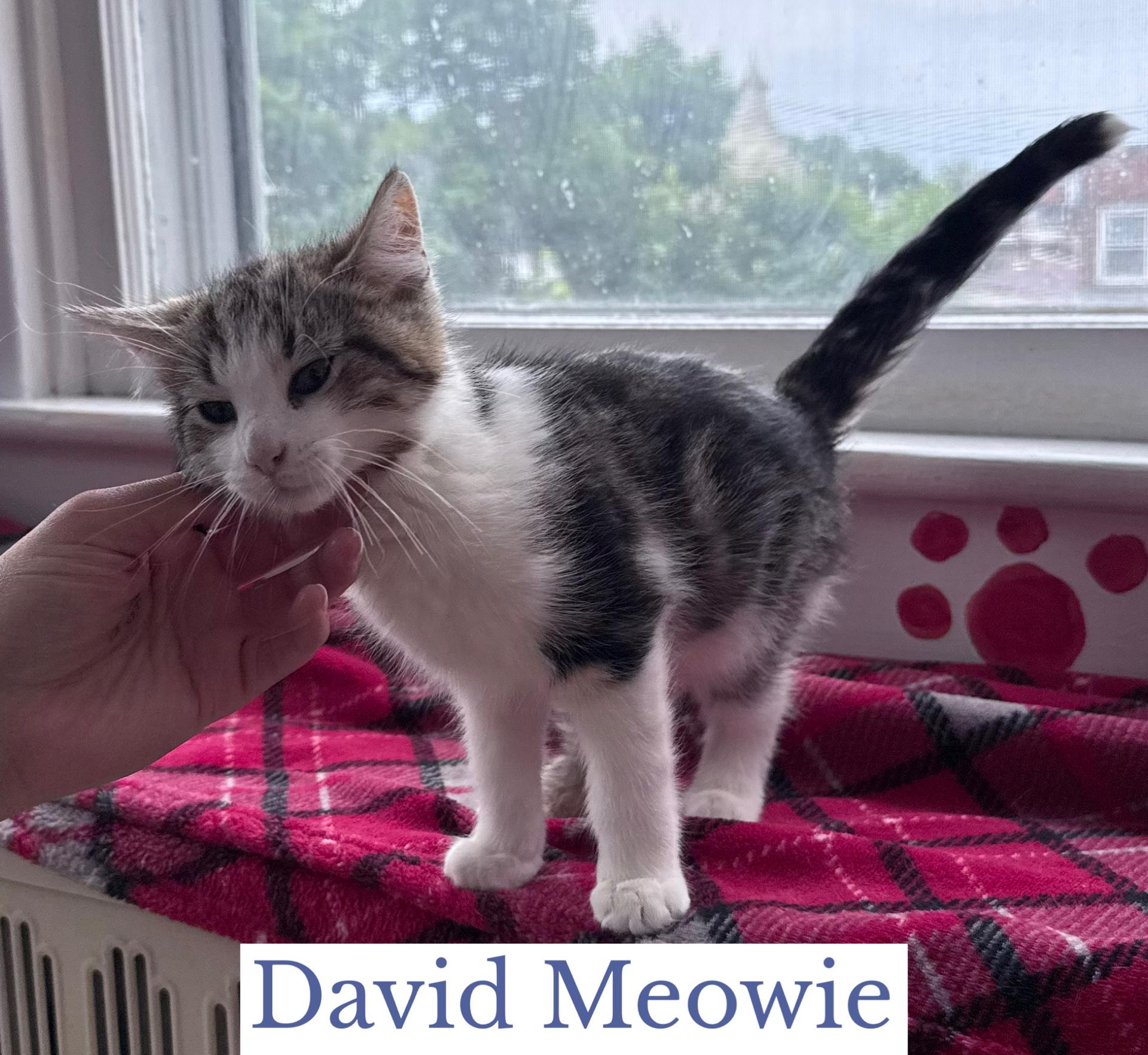 Enlarge David Meowie, an adopted Domestic Short Hair in Berkeley Springs, WV image 1/3