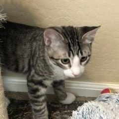 Da Vinci, adopted, Kitten Male Tabby.