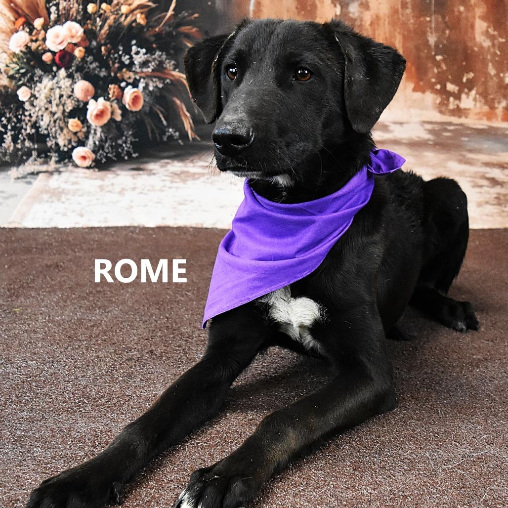 Enlarge Rome, a Adoptable mixed breed in Yuma, AZ image 1/1