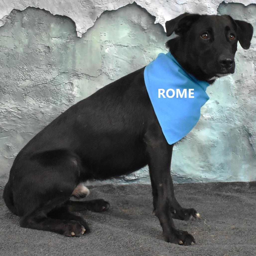 Enlarge Rome, a Adoptable mixed breed in Yuma, AZ image 2/2