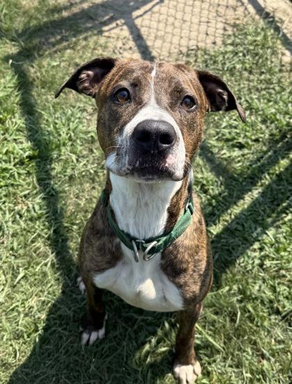 Tim McGraw (HW+)(In K9 Training), Adoptable, Young Male Terrier & Mixed Breed.