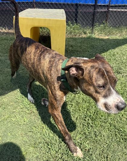 Enlarge Tim McGraw (HW+)(In K9 Training), a Adoptable mixed breed in Conway, SC image 2/3