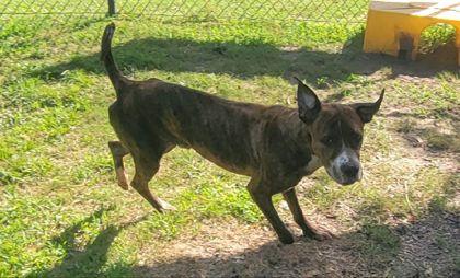 Tim McGraw (HW+), Adoptable, Young Male Terrier & Mixed Breed.