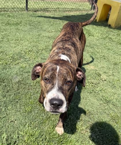 Enlarge Tim McGraw (HW+)(In K9 Training), a Adoptable mixed breed in Conway, SC image 3/3