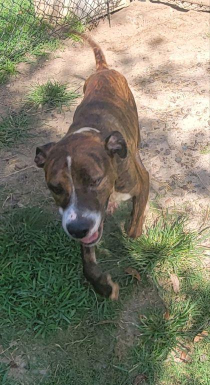 Enlarge Tim McGraw (HW+), a Adoptable mixed breed in Conway, SC image 3/3