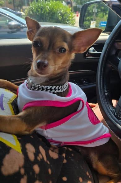 Enlarge Coco, a ADOPTABLE Chihuahua in Matthews, NC image 2/2