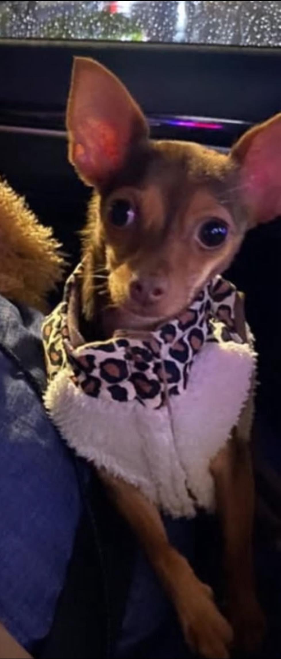 Enlarge Coco, a ADOPTABLE Chihuahua in Matthews, NC image 1/2