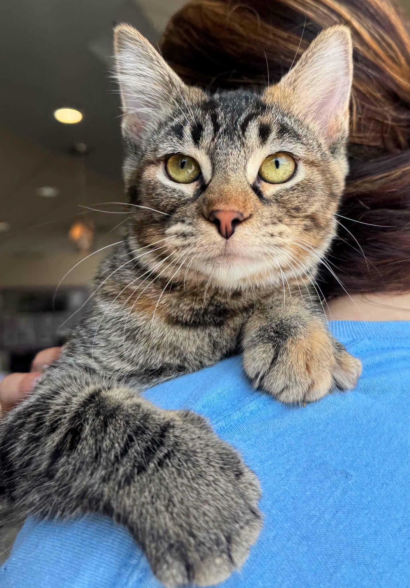 Spice, ADOPTABLE, Young Female Domestic Short Hair.