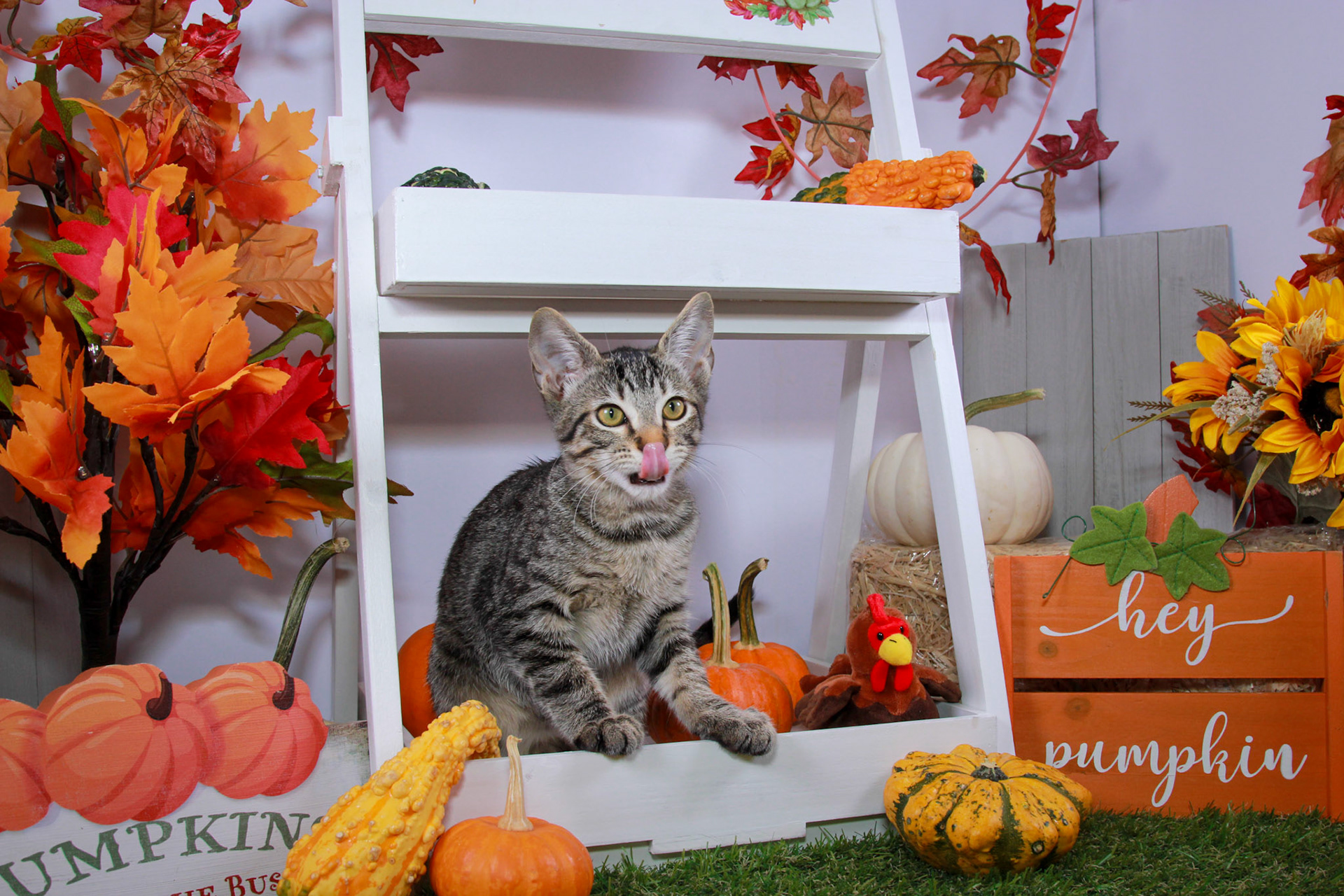 Enlarge Ramses, a Adoptable mixed breed in Parker, TX image 3/6