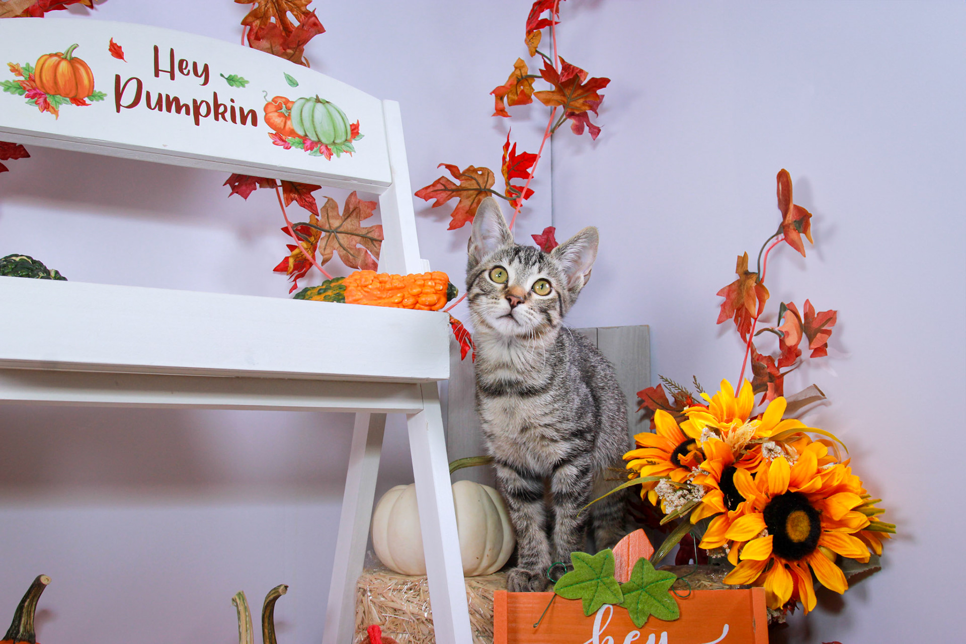 Enlarge Ramses, a Adoptable mixed breed in Parker, TX image 6/6