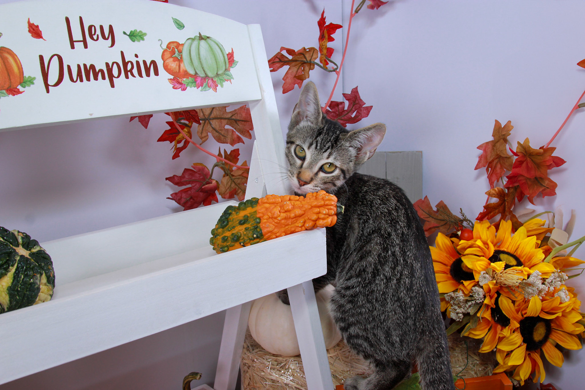 Enlarge Ramses, a Adoptable mixed breed in Parker, TX image 5/6