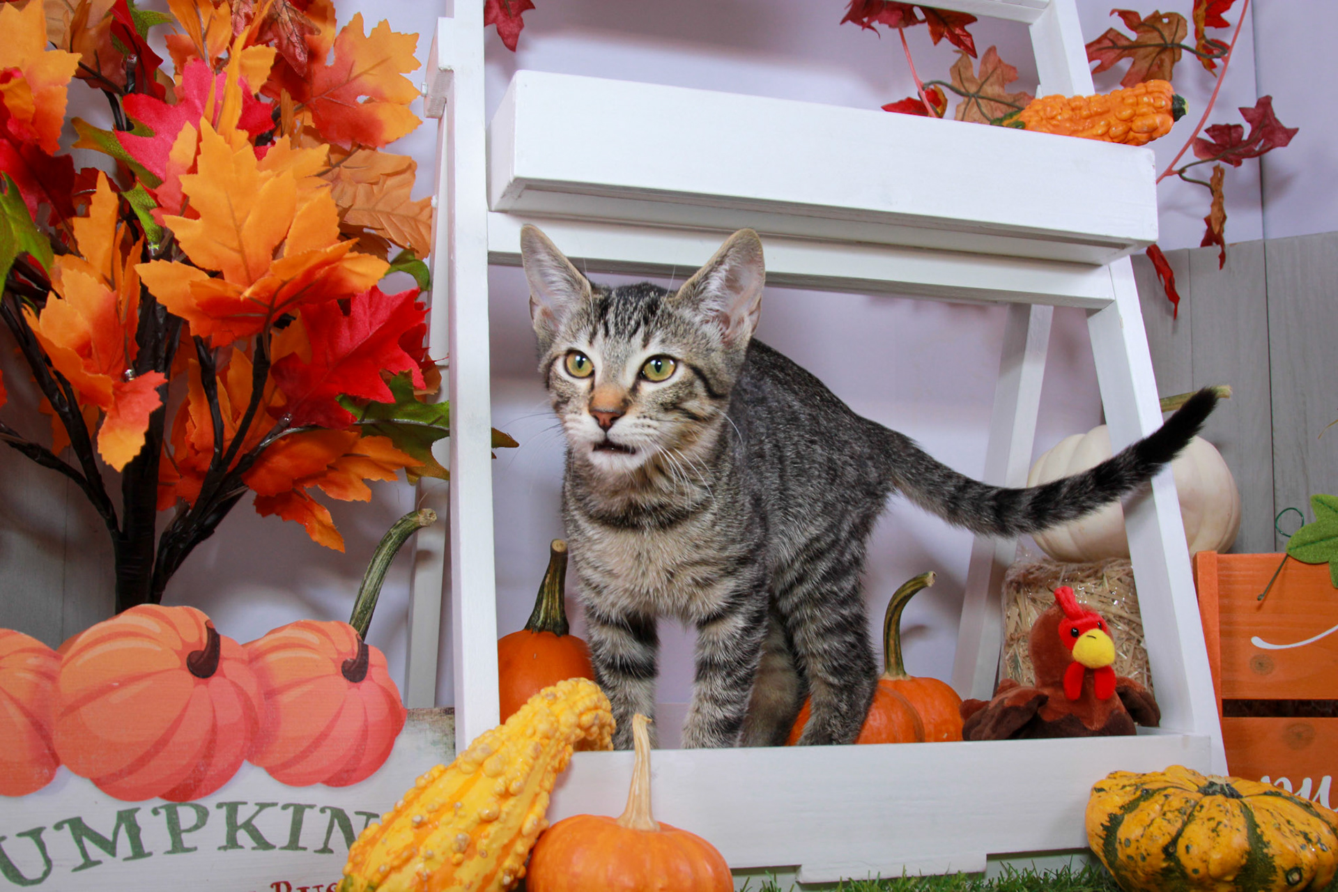 Enlarge Ramses, a Adoptable mixed breed in Parker, TX image 1/6