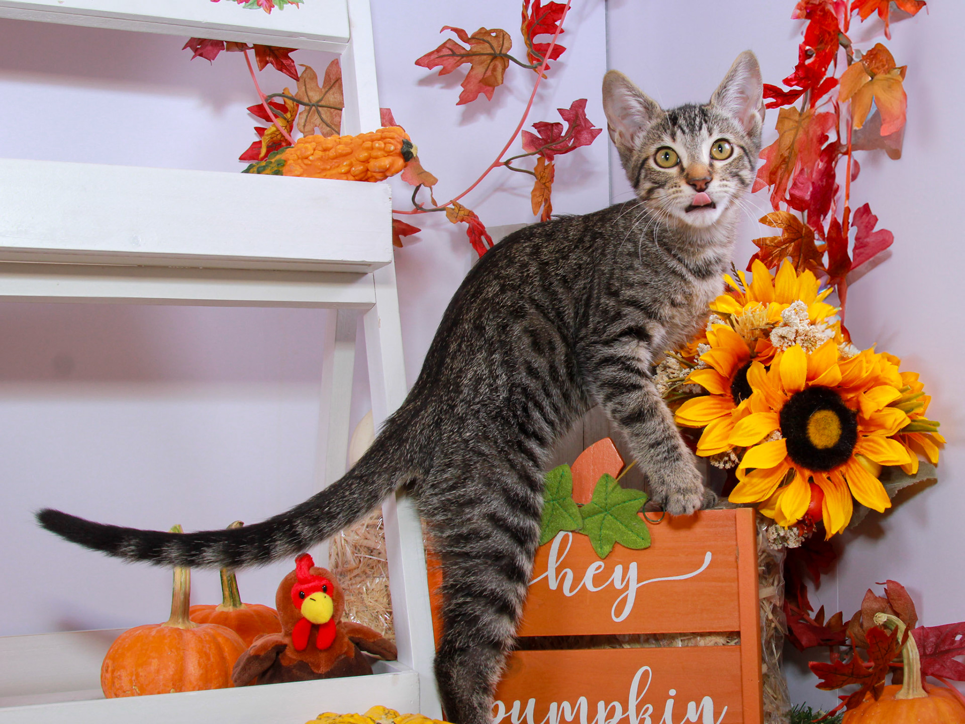 Enlarge Ramses, a Adoptable mixed breed in Parker, TX image 4/6